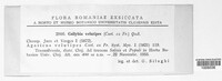 Flammulina velutipes image